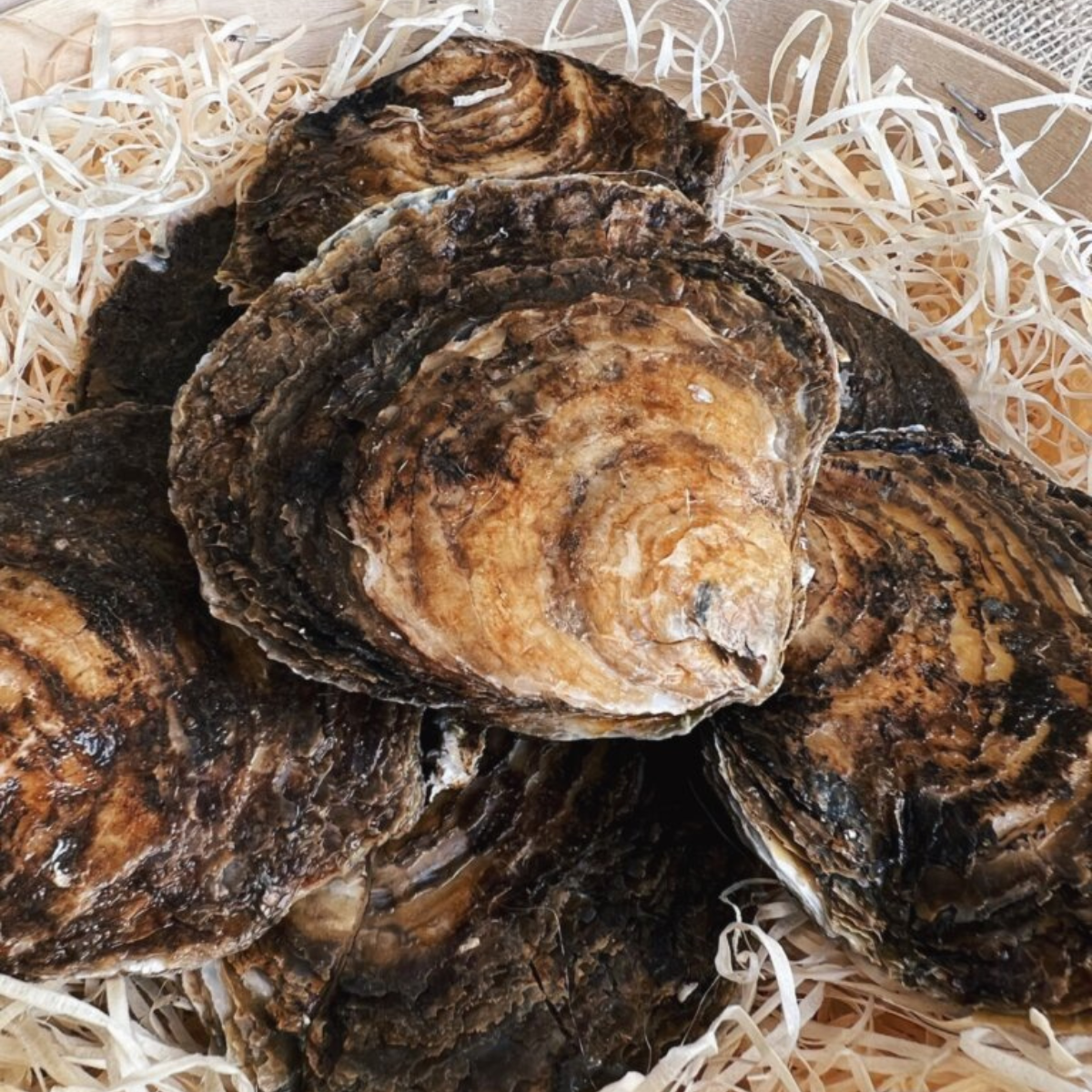 Flade Østers fra Tralee Bay