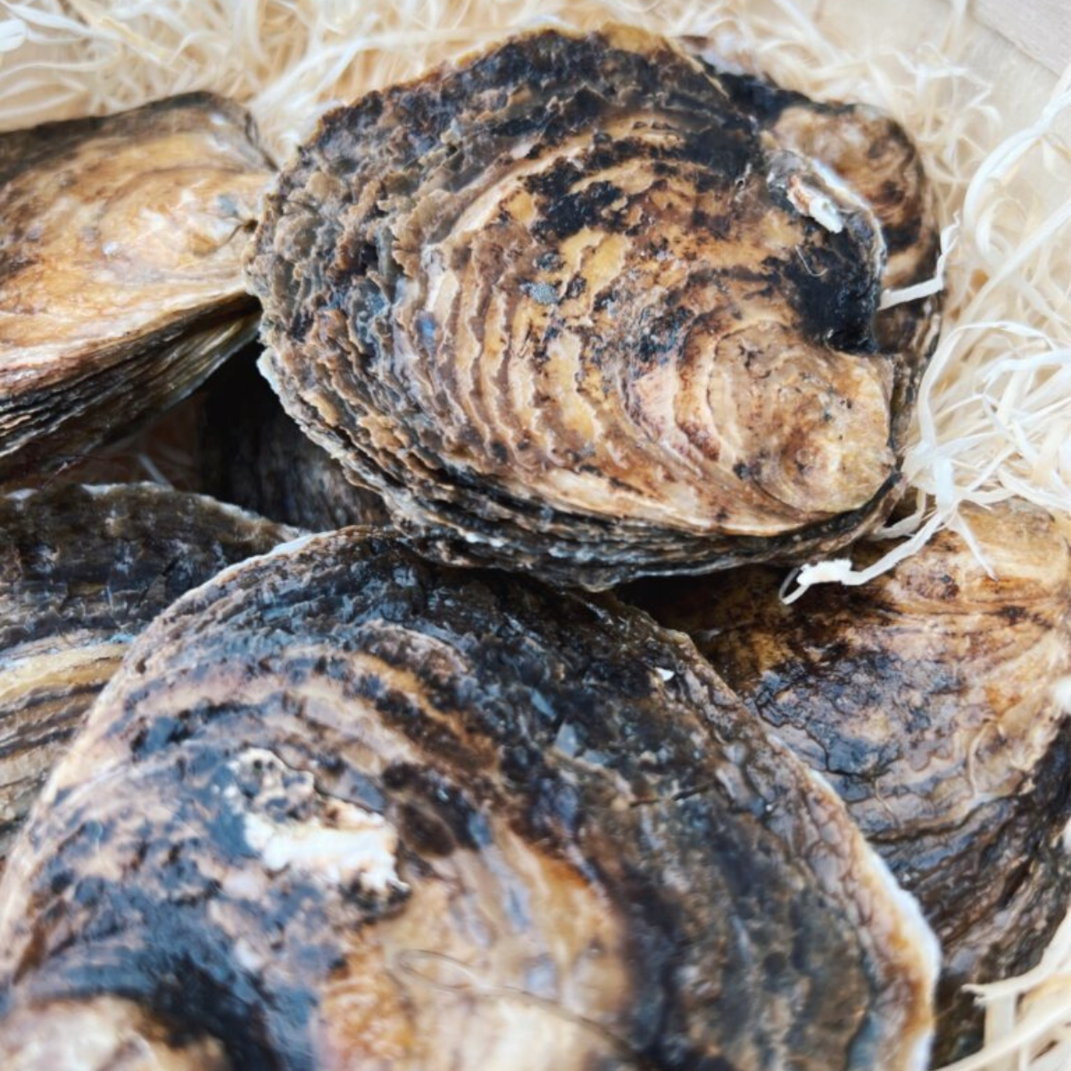Flade Østers fra Tralee Bay