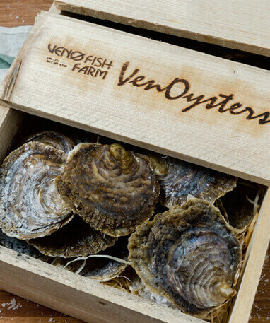 Oyster Trophy Week 2017 Special