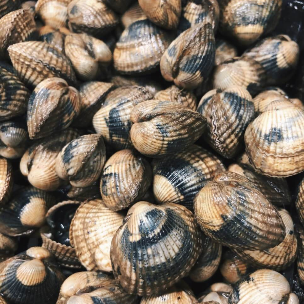 Østers & Skaldyr