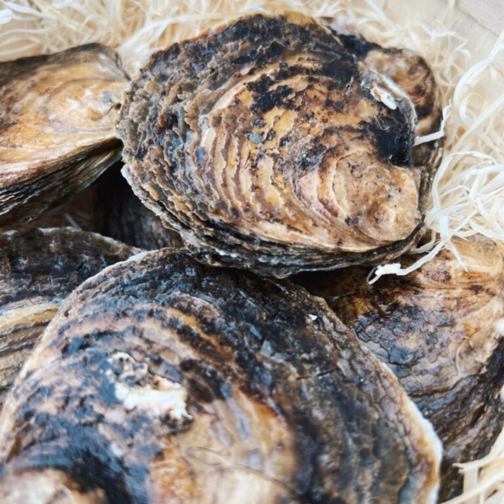 Flade Østers fra Tralee Bay