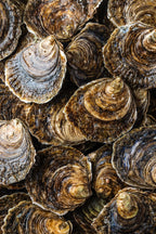 Flade Østers fra Tralee Bay