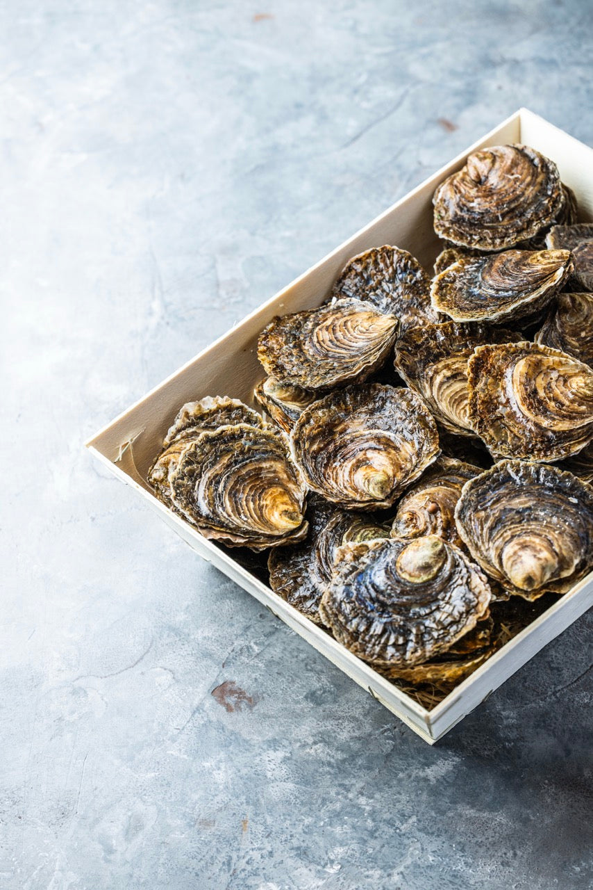 Flade Østers fra Tralee Bay