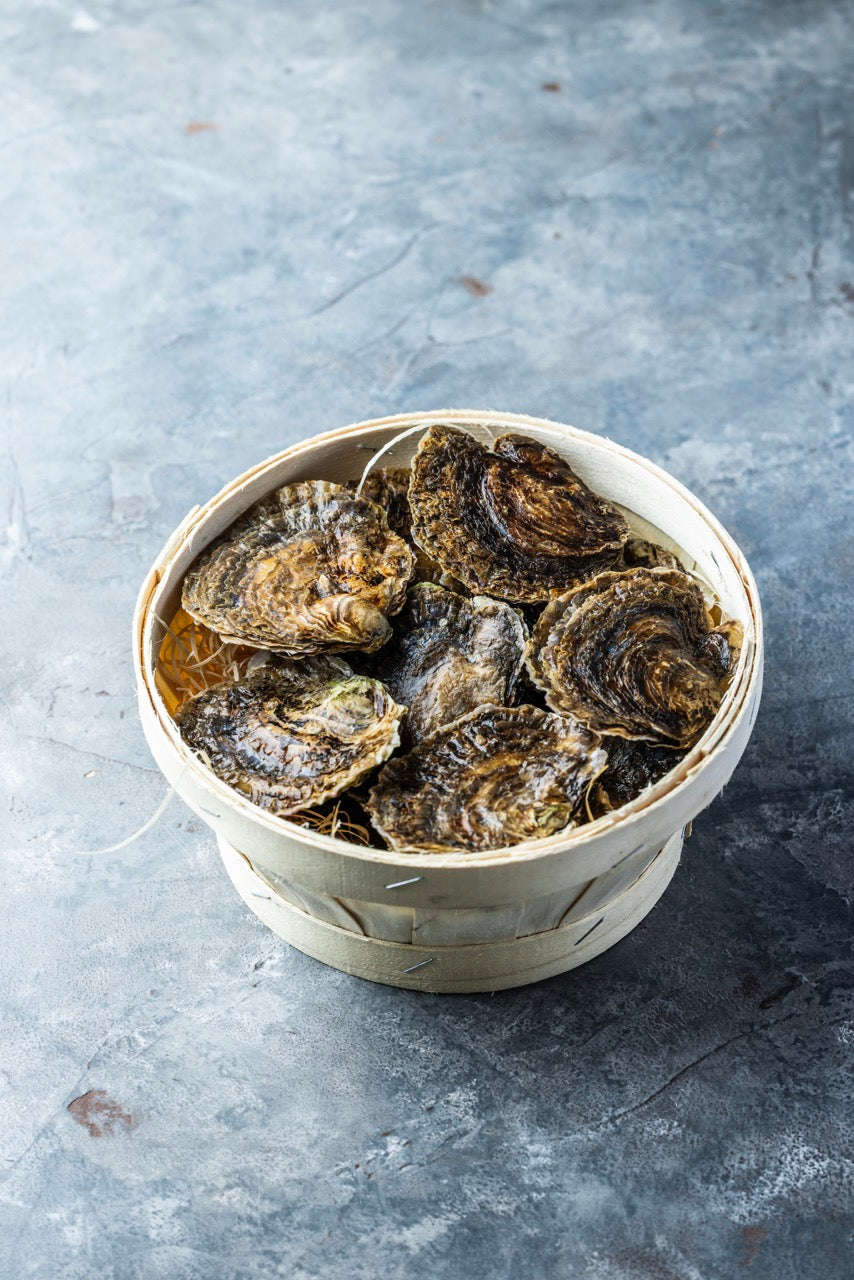 Flade Østers fra Tralee Bay