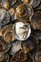 Flade Østers fra Tralee Bay