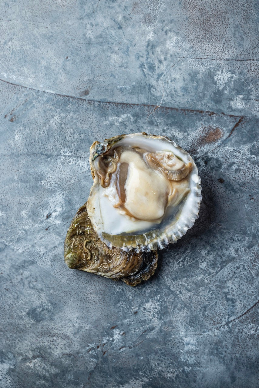 Flade Østers fra Tralee Bay