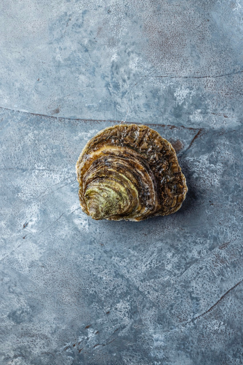 Flade Østers fra Tralee Bay