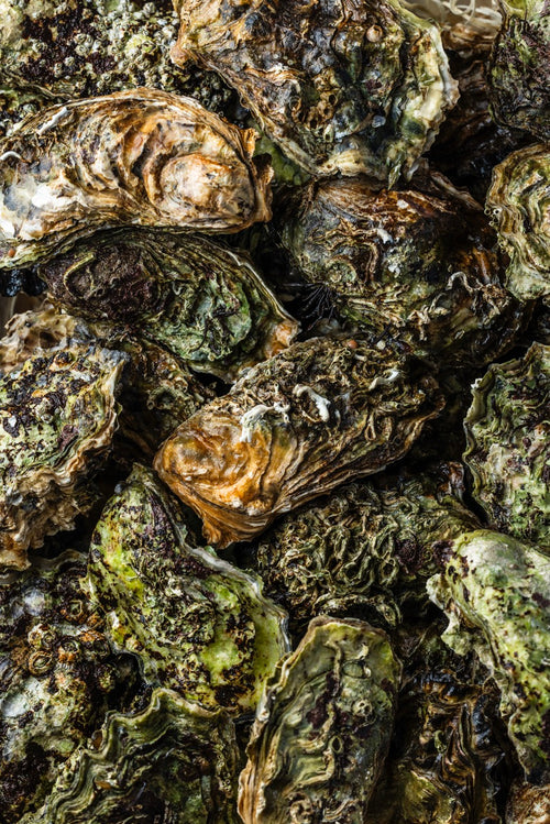 Stillehavsøsters fra Limfjorden