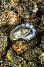 Stillehavsøsters fra Limfjorden