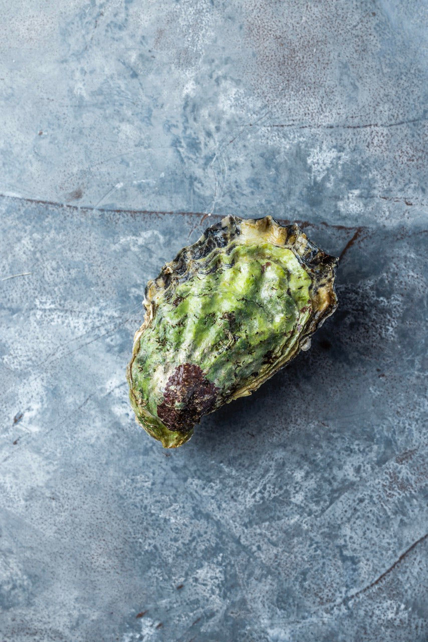 Stillehavsøsters fra Limfjorden