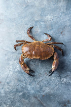 Taskekrabbe fra Limfjorden