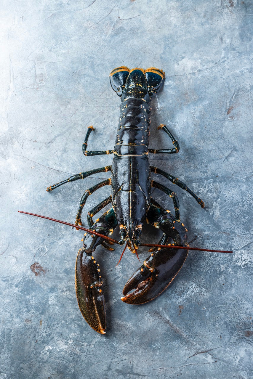 Frisk Limfjordshummer – Venø Seafood