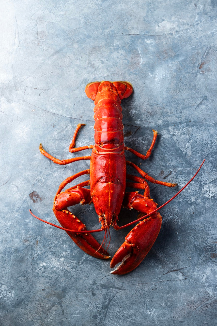 Kogt Limfjordshummer fra Venø Seafood – klar til servering
