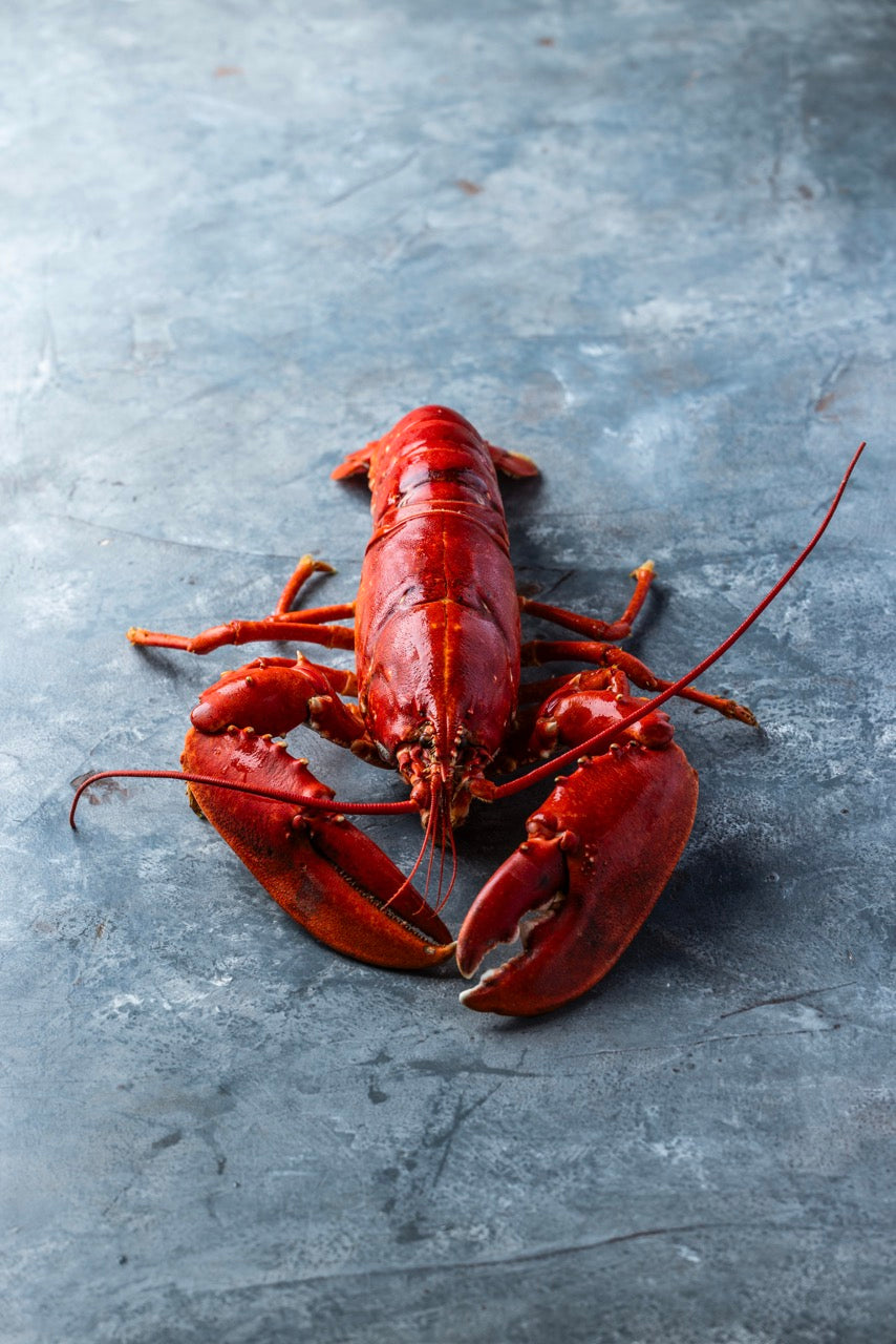 Kogt Limfjordshummer | KUN til levering d. 30. Dec 2025