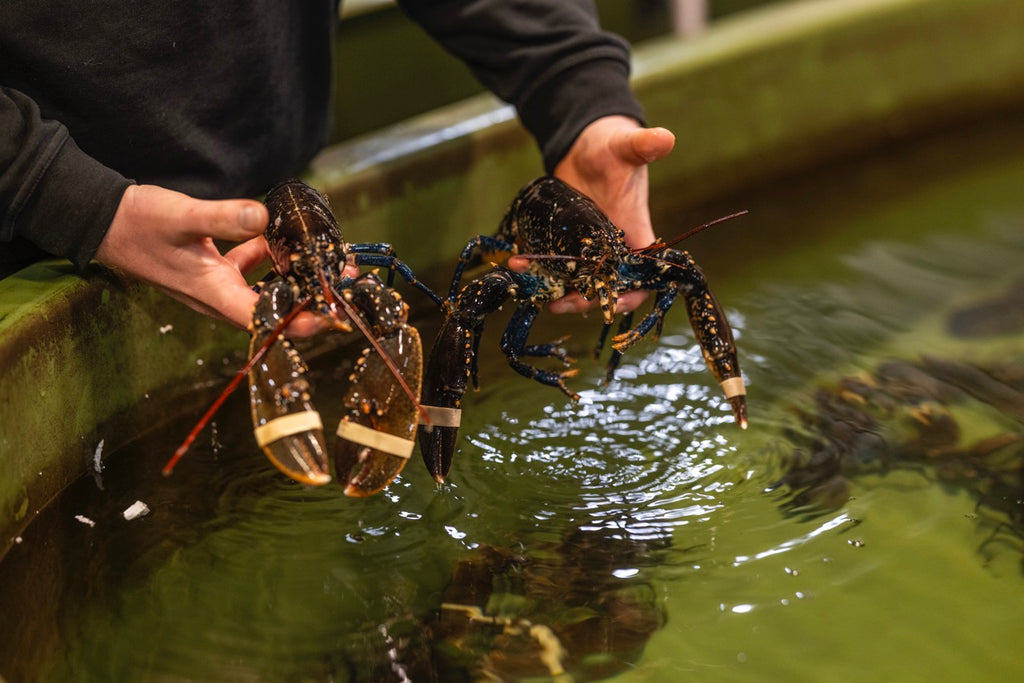 Frisk Limfjordshummer