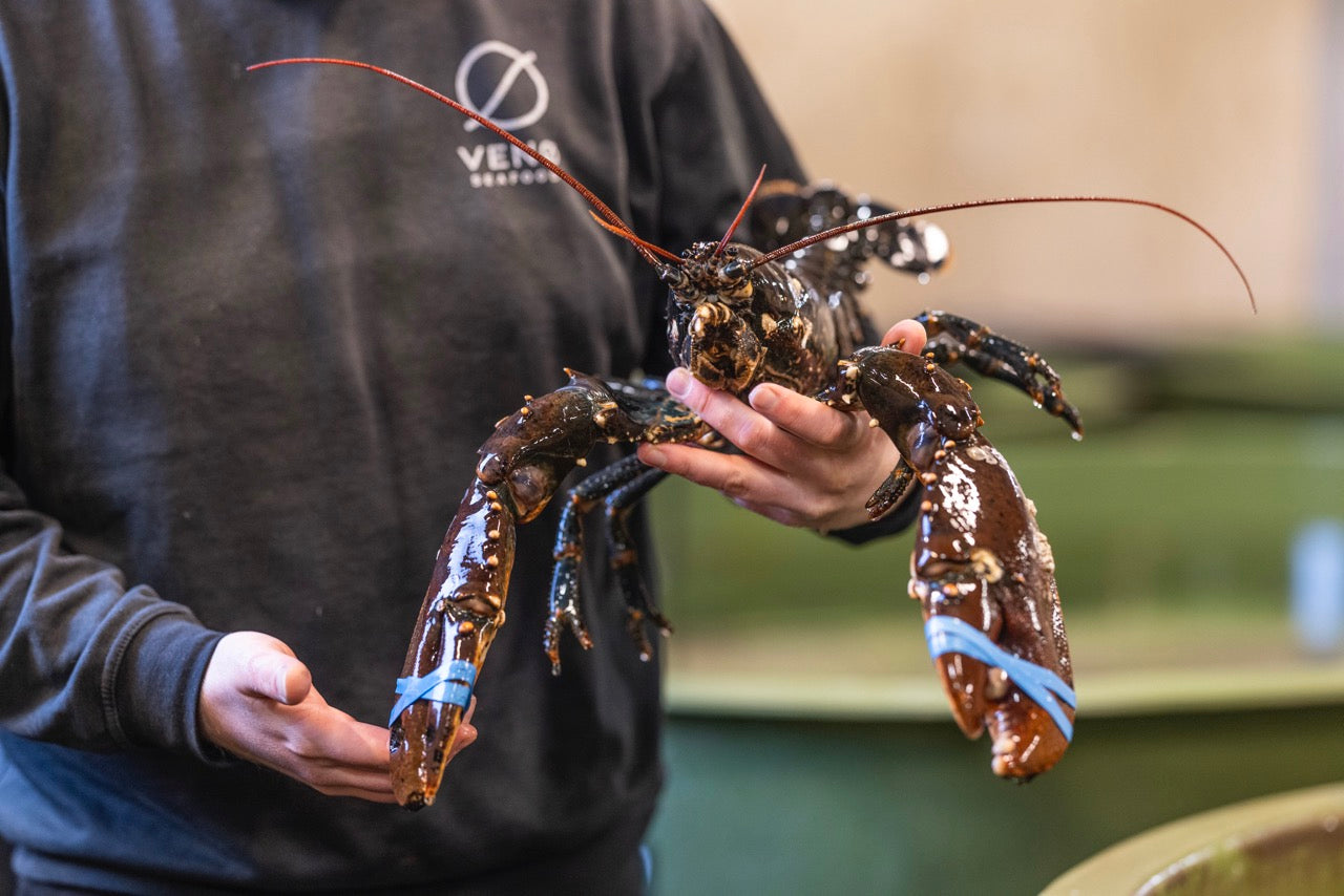 Frisk Limfjordshummer