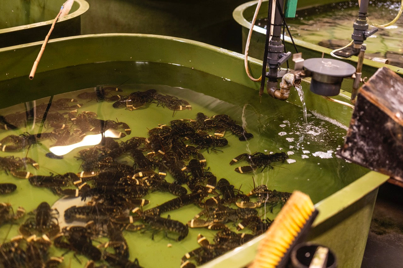 Frisk Limfjordshummer